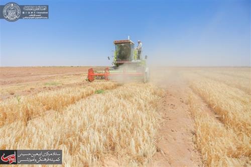 Agricultural Affairs Department in the Farm of the Holy Shrine of Imam Ali (PBUH) Begins Harvesting Barely Crop.