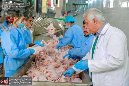 Supporting the Local Productions, the Project of the Holy Shrine of Imam Ali (PBUH) Provides Thirty Five Thousand Chickens per Month.